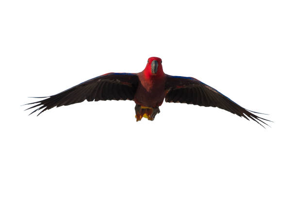 istock Electus parrot flying isolated on white background, female 1144054058