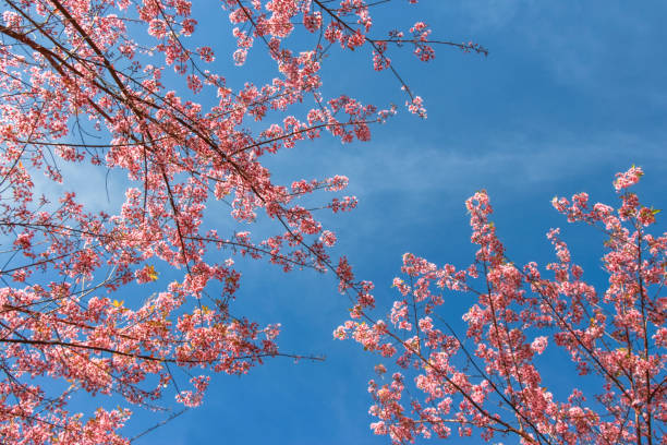 istock Beautiful frames of pink cherry with blue sky 1144055121
