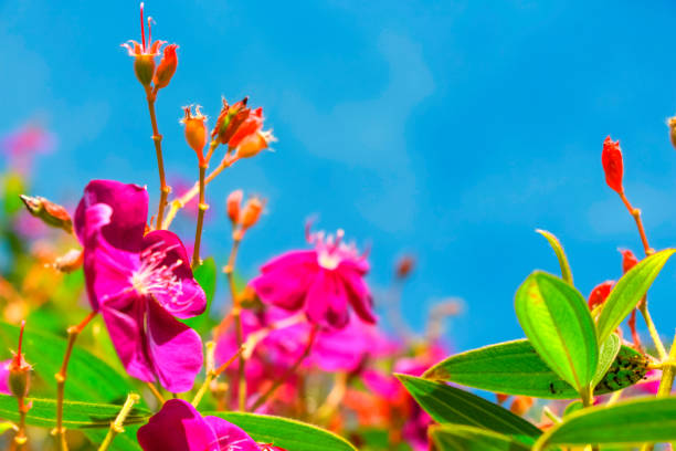 The bougainvillea is a tropical plant, ornamental and in some varieties climbing, which boasts beautiful colourful flowers