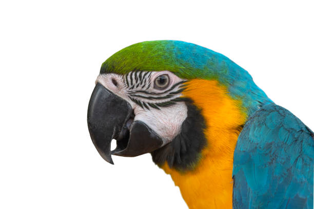 istock Closeup blue and gold macaw isolated on white background 1144055149