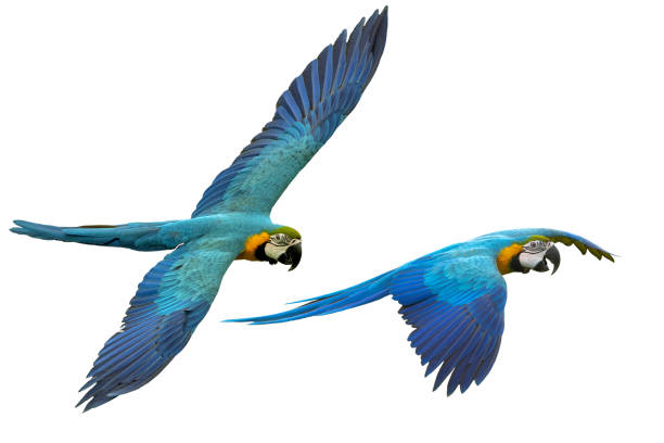 macaw flying isolated on white background - color image activity horizontal animal imagens e fotografias de stock