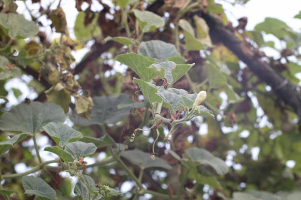 istock Calabash or Cucurbitaceae (Lagenaria Siceraria) in the garden 1144057221