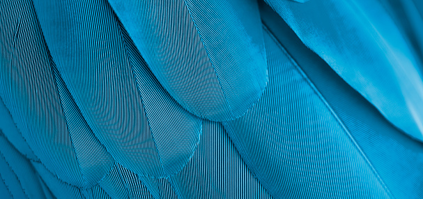 Macaw feathers in closeup