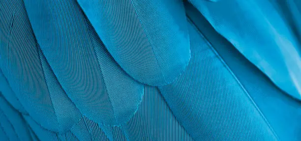 Photo of Macaw feathers in closeup