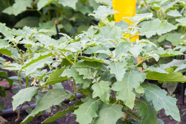 close up of Solanum virginianum or Thai egg plants