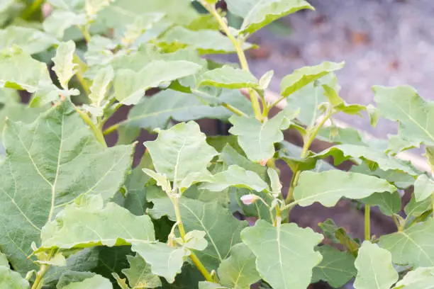 close up of Solanum virginianum or Thai egg plants