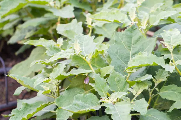 close up of Solanum virginianum or Thai egg plants