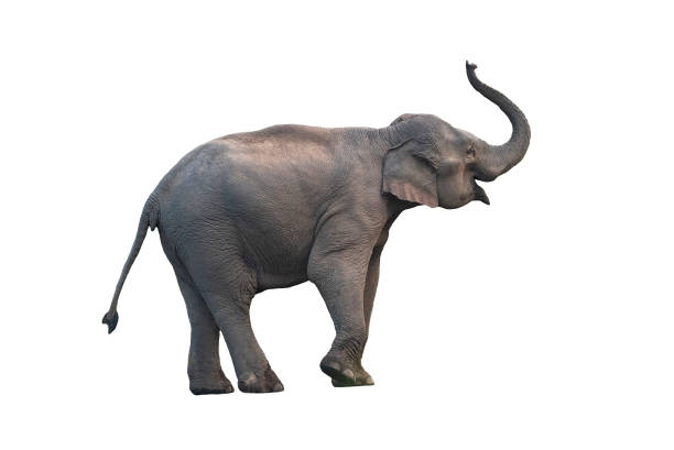 азиатский слон изолирован на белом фоне (женщина) - animal nose стоковые фото и изображения