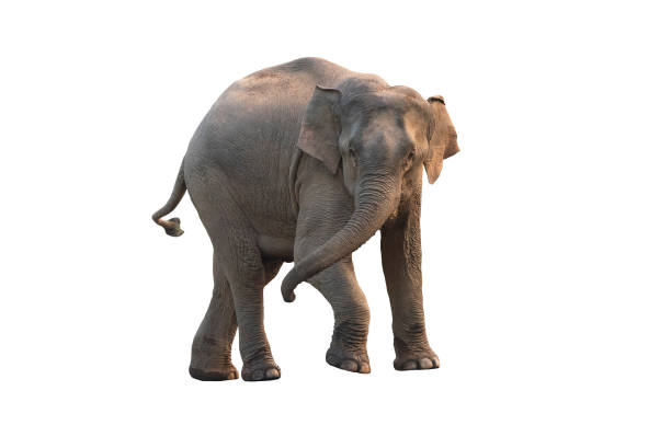 istock Asian elephant isolated on white background (female) 1144058078