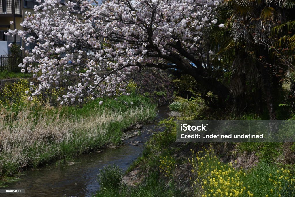 Double cherry blossoms Double cherry blossoms are in full bloom. Beauty Stock Photo