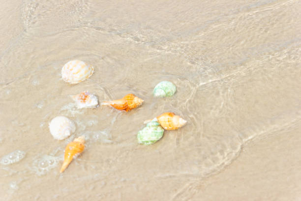 istock Beach summer with Shells on sandy beach with sand beach background, Holiday beach 1144059092