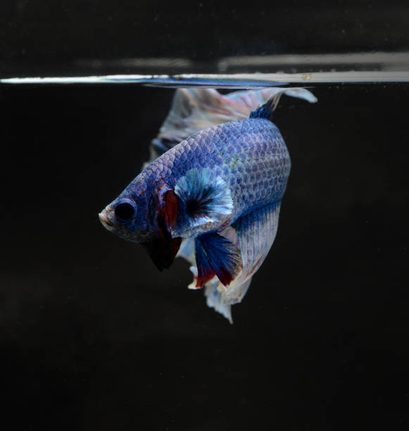 istock siamese fighting, Thai betta fish with beautiful 1144059116