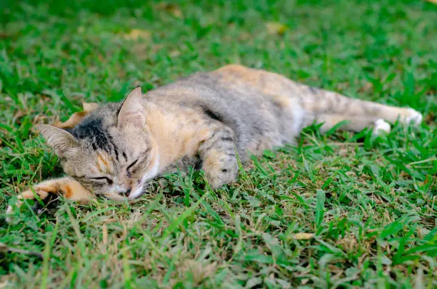 Beautiful adorable sleepyhead leopard color cat relaxing on the grass with cute action.