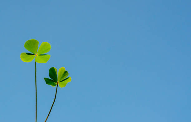 istock Fresh green water clover leaves isolated on bright clear blue sky. 1144059955