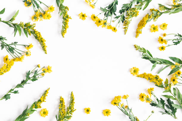 istock Flowers composition. Yellow flowers on white background. Spring, easter concept. Flat lay, top view, copy space 1144060197