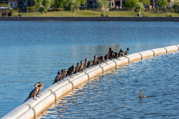Double-Crested Cormorants on Boom