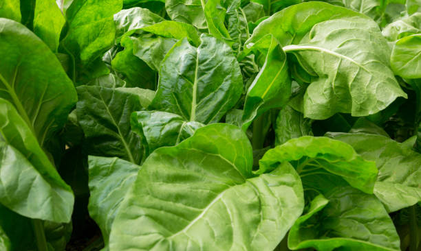istock sliverbeet grow in vegetable garden 1144065887