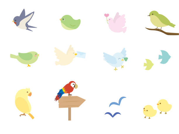 ilustraciones, imágenes clip art, dibujos animados e iconos de stock de pájaro set1 - young bird illustrations