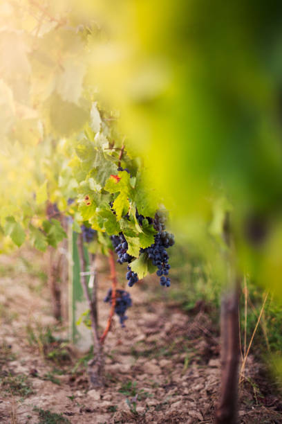 istock Red grape in the vineyard Close-up 1144067008