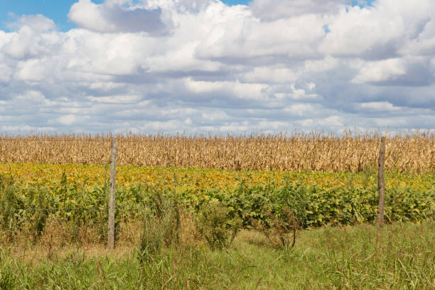 istock field plated with soybeans and corn ready to harvest 1144067738