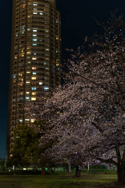 istock Cherry blossoms night view in Japan 1144068593