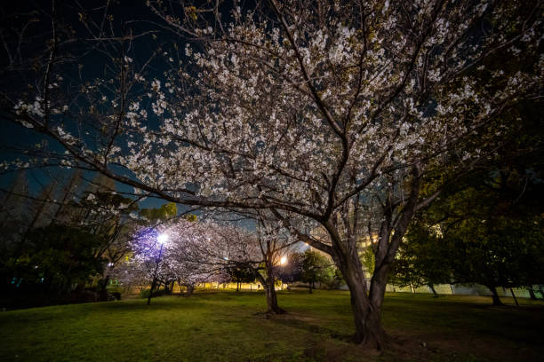 Cherry blossoms night view in Japan