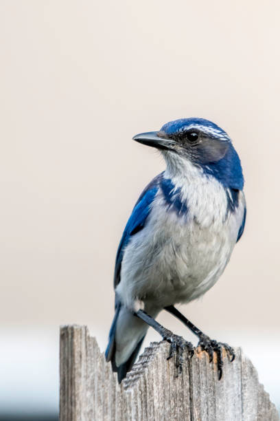 istock Blue Jay with blue and white feathers sitting on branch on the look out 1144068735