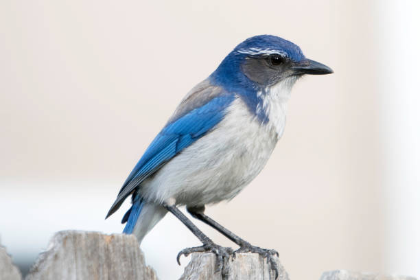 istock Blue Jay with blue and white feathers sitting on branch on the look out 1144068738