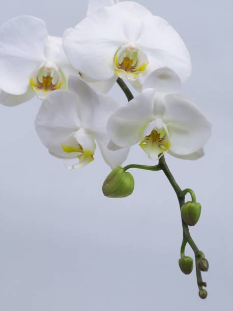 istock Beautifully blooming ocean orchid 1144068770