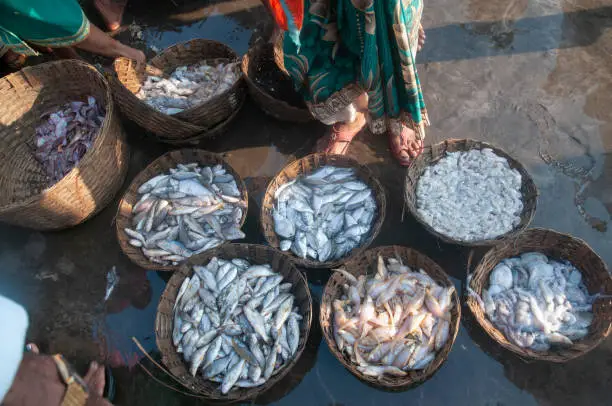 Photo of Fish for Auction Sale at harne Jetty,Dapoli,Ratnagiri,Maharashtra