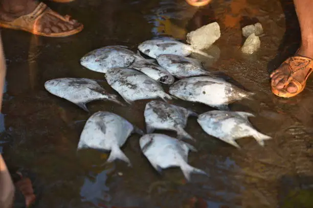 Photo of Fresh Pomphrets harne Jetty,Dapoli,Ratnagiri,Maharashtra