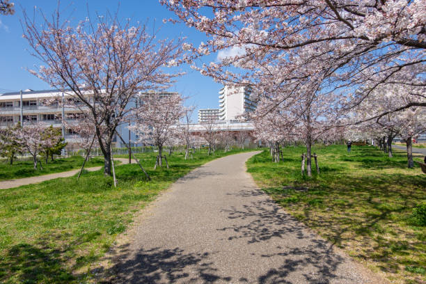 istock Cherry blossoms in Japan 1144069131