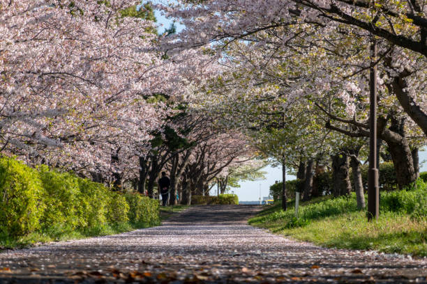 istock Cherry blossoms in Japan 1144069895