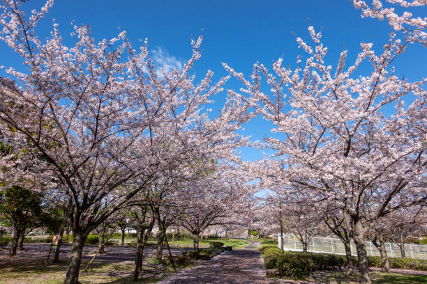 istock Cherry blossoms in Japan 1144069986