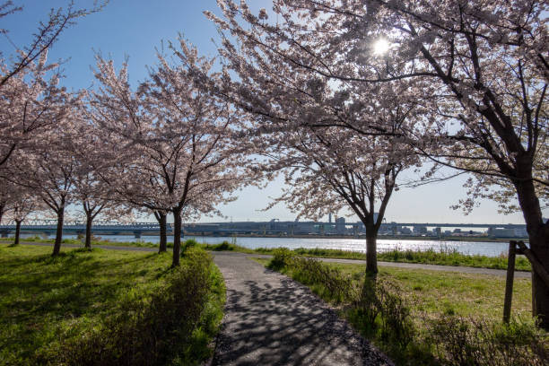 istock Cherry blossoms in Japan 1144070043