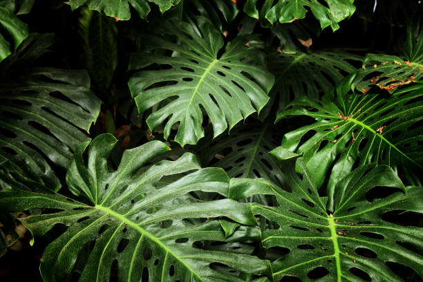 istock tropical monstera leaf texture, foliage nature green background 1144070422