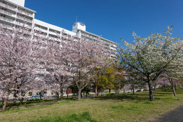 istock Cherry blossoms in Japan 1144070426