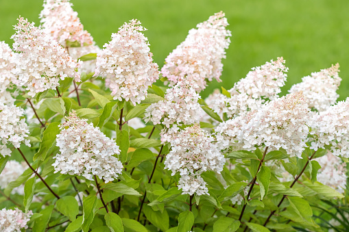 blooming hydrangea bush (variety panicle hydrangea) in the summer in the garden against the backdrop of a green lawn