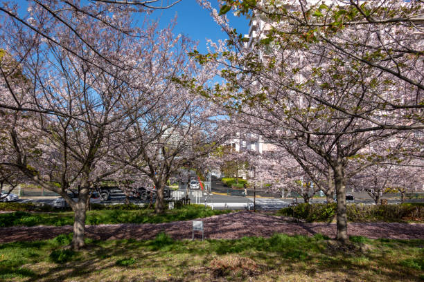 istock Cherry blossoms in Japan 1144070516