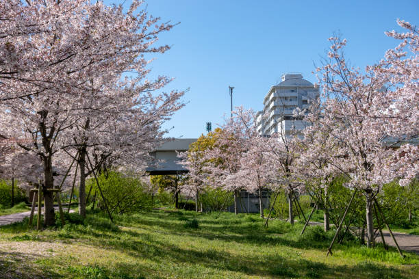 istock Cherry blossoms in Japan 1144070623