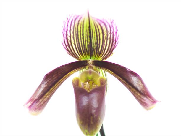istock Beautifully blooming ocean orchid 1144072276