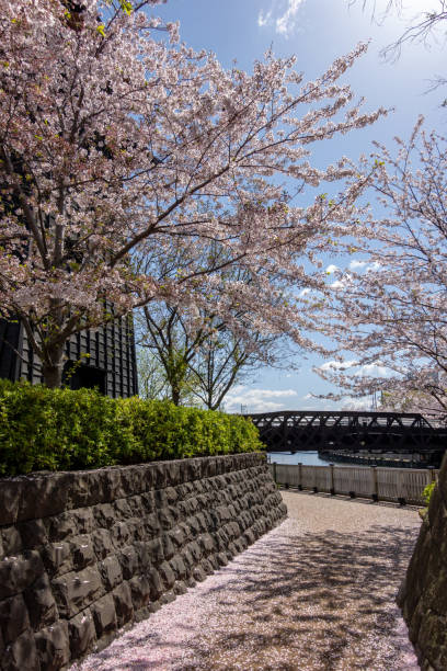 istock Cherry blossoms in Japan 1144072334