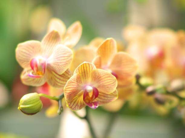 istock Beautifully blooming ocean orchid 1144072340