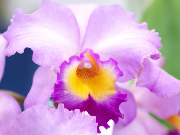 istock Beautifully blooming ocean orchid 1144072352