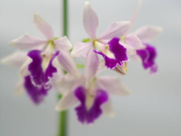 istock Beautifully blooming ocean orchid 1144072371