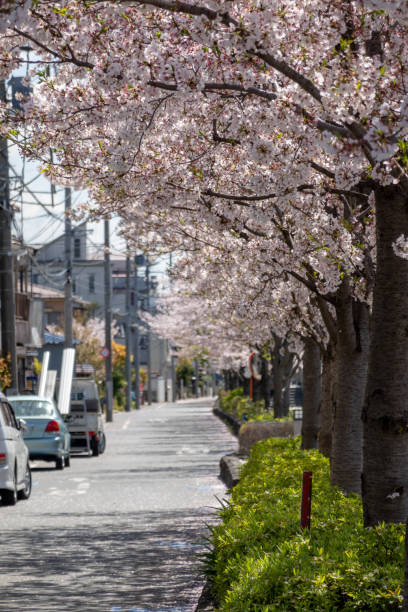 istock Cherry blossoms in Japan 1144072444