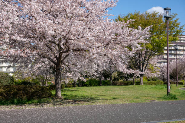 istock Cherry blossoms in Japan 1144072567