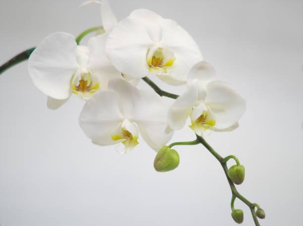 istock Beautifully blooming ocean orchid 1144072619