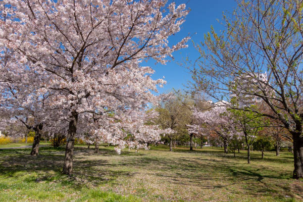 istock Cherry blossoms in Japan 1144072645
