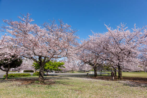 istock Cherry blossoms in Japan 1144072686